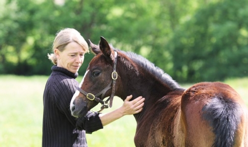  Haras de la Barbottiere
