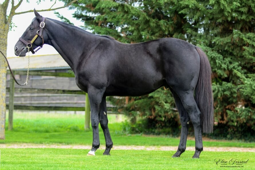 New Conformation Photos Page 185 Horse Racing Forum USA